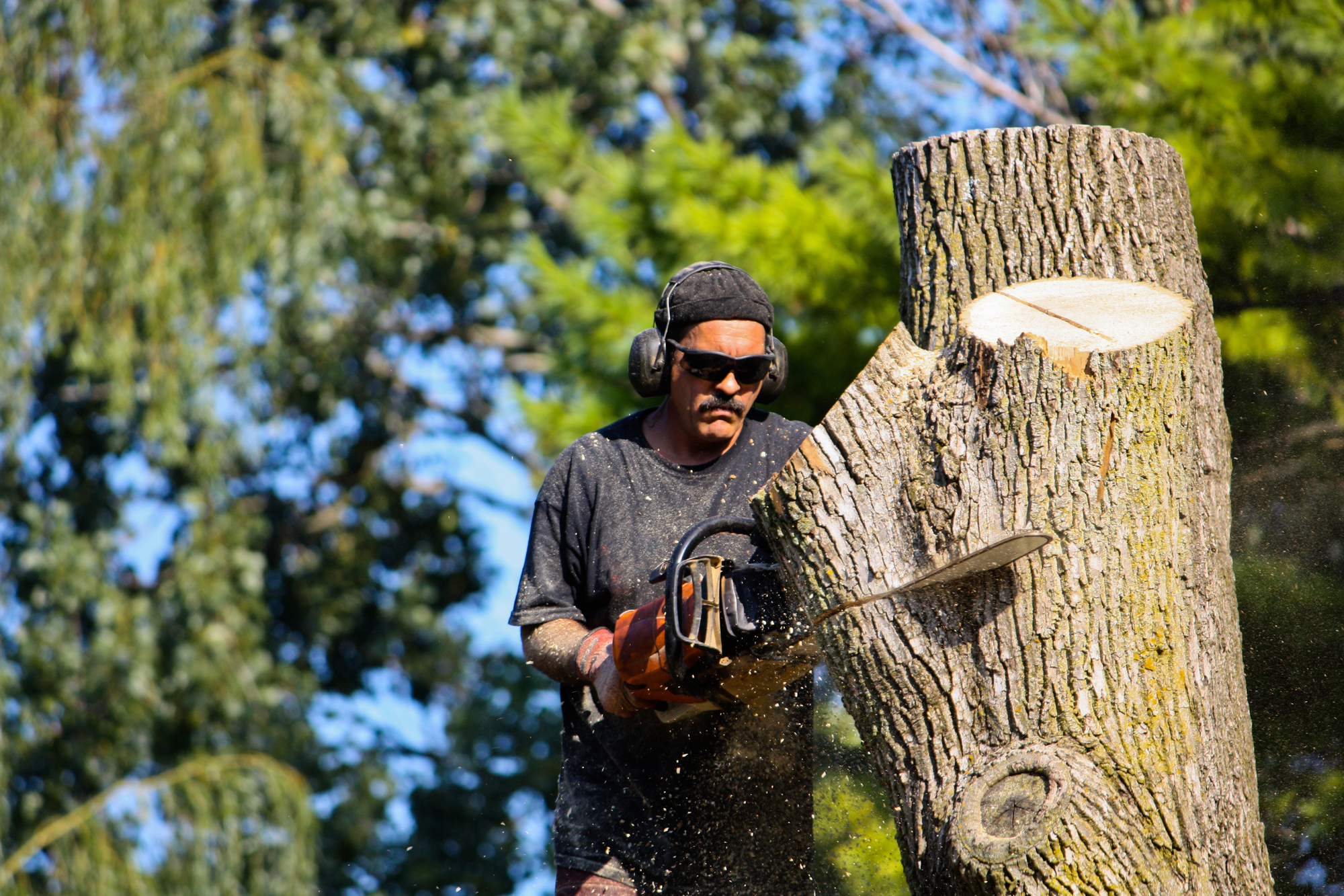 Tree removal service in Fullerton CA
