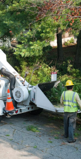 tree-trimming