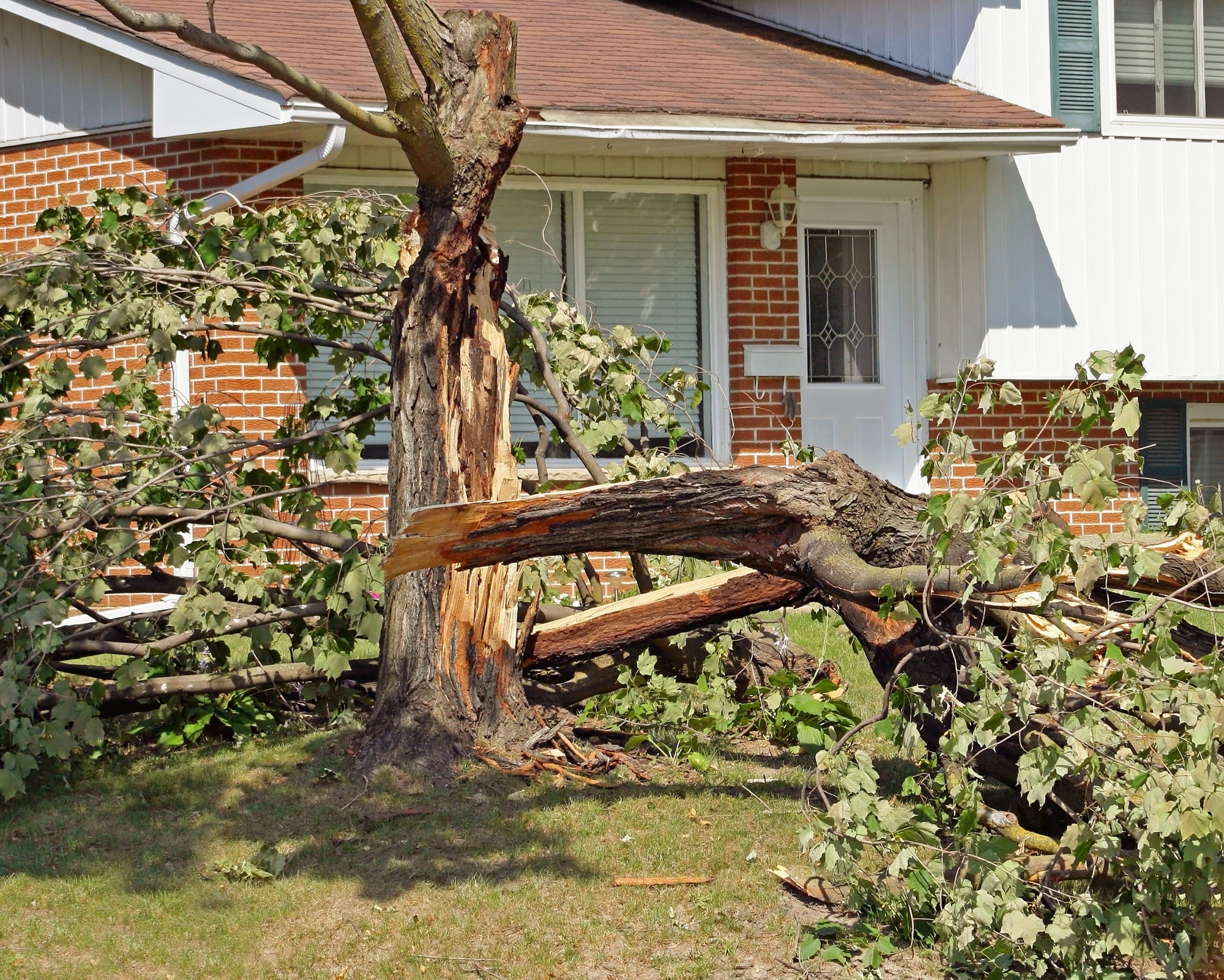Emergency tree service in Fullerton CA