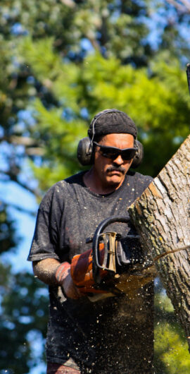 tree-removal
